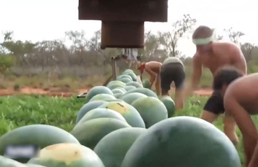 Karpuz toplamanın en güzel yolu!