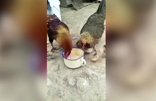 İşte baba ile annenin farkı! Horozun yaptığına bakın