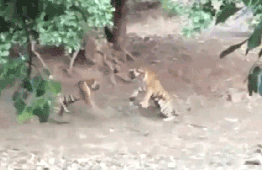 Kaplanların ölümcül kavgası saniye saniye kamerada!