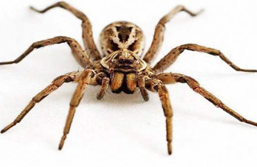 'Et yiyen örümcek' iddiası için açıklama