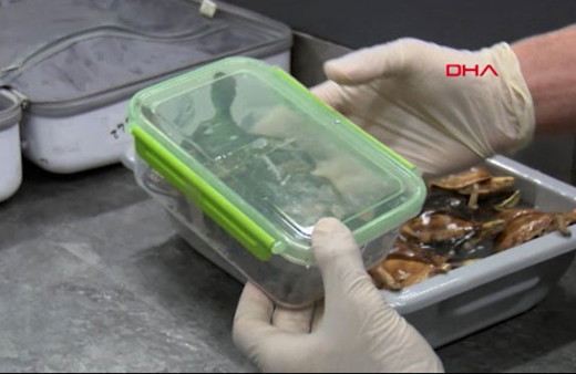 Atatürk Havalimanı'nda akıl almaz olay! Valizden piton çıktı