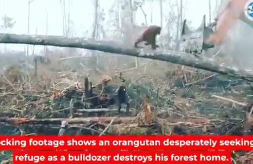 Orangutan, iş makinesine karşı böyle direndi!