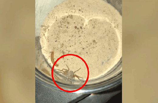 Örümceğin hareketi görenleri şaşkına çevirdi!