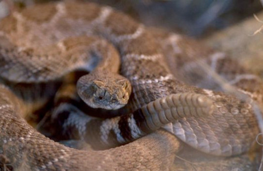 ABD'de yılanın kopuk kafası adamı ısırdı