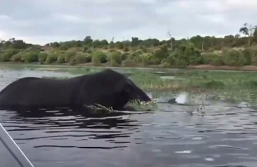 Turistlere kızan fil tekneye böyle saldırdı!