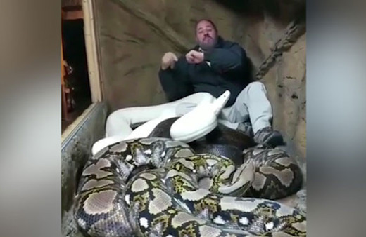 Piton yılanları ile eğlenen adam izleyenleri hayrete düşürüyor
