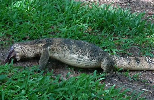 Dev kertenkele su kaplumbağasını böyle yuttu