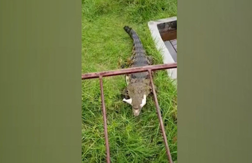 Evcil timsah görenleri hayrete düşürüyor!