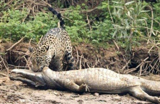 Avcı av oldu! Jaguar timsahı tek hamlede bakın nasıl avladı