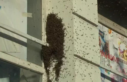 Bağcılar'ı binlerce arı istila etti! 