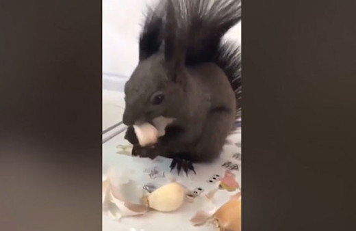 Sincabın yaptığı iş görenleri şaşırttı