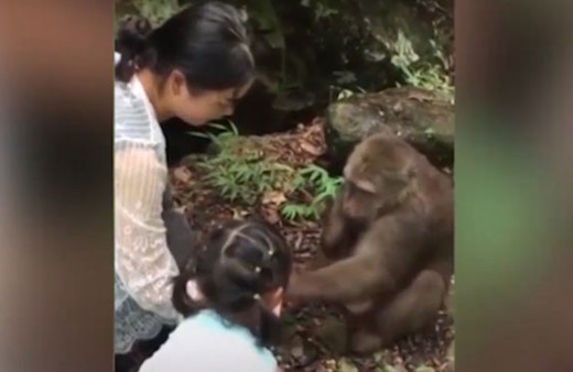 Akıl almaz olay! Arsız maymun küçük kızı yumrukladı