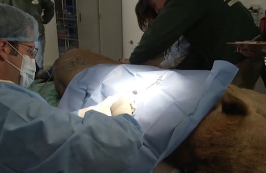 Aslanın kanserli kisti ameliyatla böyle alındı! 