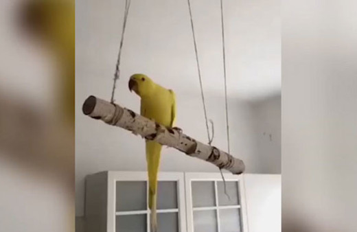 Bindiği dalı kesmek bu olsa gerek!