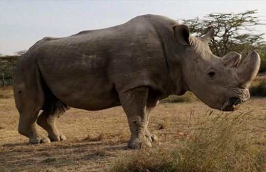 Nepal Çin'e gergedan hediye etti