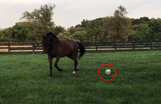 Atın arkadaşlık ettiği hayvanı görenler hayrete düşüyor