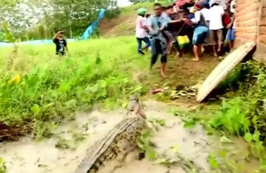 Endonezya'da korkunç timsah katliamı! Pala ve baltalarla öldürdüler
