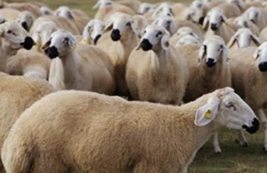 Kurban bayramı tarihi ne zaman 2018 ayın kaçında bayram? 