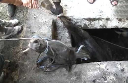 Çukura düşen atı saatler sonra böyle kurtardılar! 