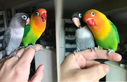 Sosyal medyanın yeni fenomenleri aşık papağanlar Kiwi ve Siouxsie!