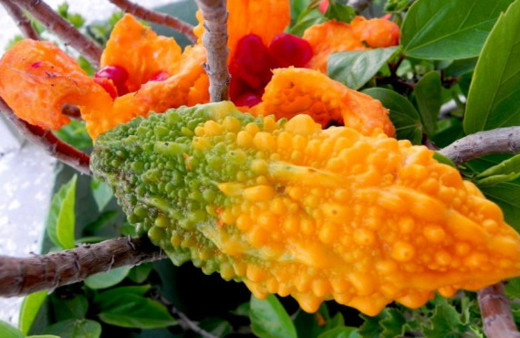 Kudret narı nedir, nelere faydalıdır?