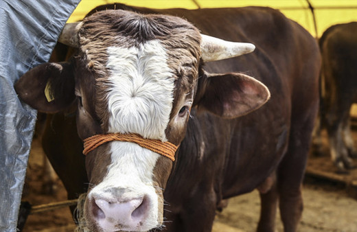 Kurbanbayramı ne zaman 2018 9 gün tatil resmi açıklaması