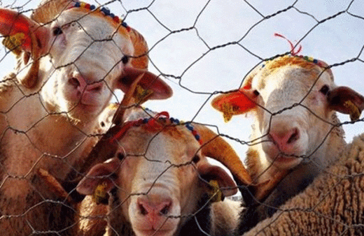 Kurban bayramı ayın kaçında kaç gün sonra Kurban bayramı 