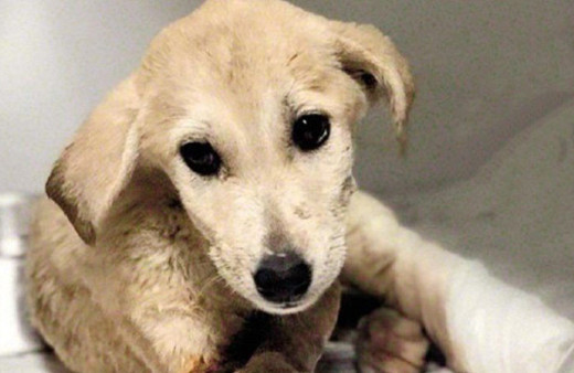 Aynı vahşet aynı bakış! Yaşlı gözlerle kurtarılmayı bekledi