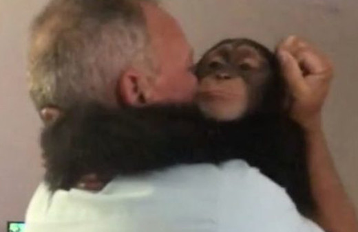 Ailesine yeniden kavuşan şempanzenin sevinci gözleri yaşarttı