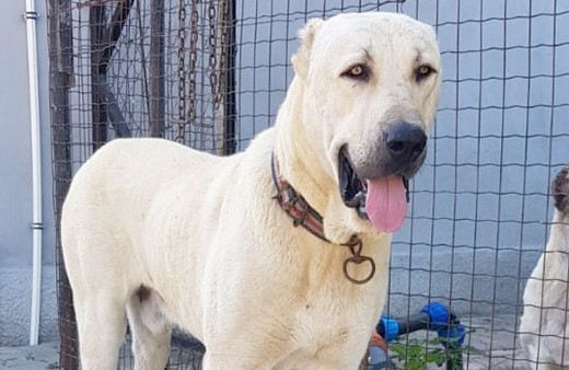 Bu kangal köpeğini bulana Antalya’da bir hafta tatil para ve... 
