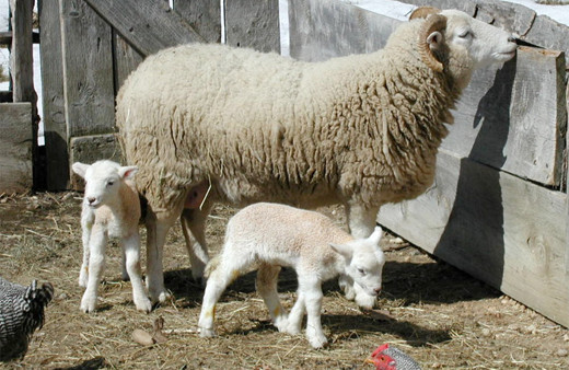 Koyun vebası nedir? Keçileri de etkilleyen veba bulaşıcı ve... 