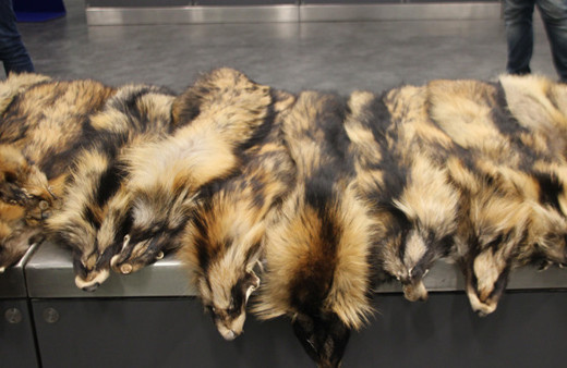 Rusya'dan gelen valiz tilki kürkü dolu Çinli yolcu... 