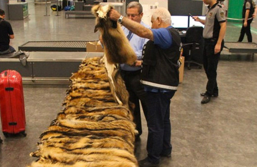 Havalimanında şoke eden görüntü! Unutulan valizden çıktı