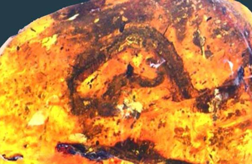 Kehribar içine gizlenmiş 99 milyon yıllık yılan bulundu!