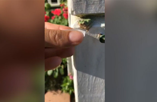 Kurbağanın pet şişe kapağındaki havuz keyfi