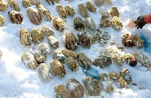 Bir çuval dolusu kesik el bulundu görüntüler korkunç! Açıklanamıyor