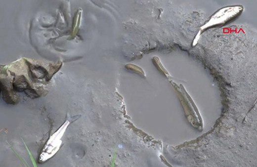 Domaniç'te çevre felaketi