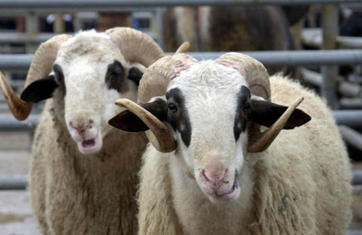 İlahiyatçı Prof. Dr. Faruk Beşer açıkladı: Kredi kartı ile kurban kesmek caiz midir? 