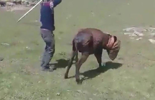 İzleyenin kanı donuyor! O cani yakalandı