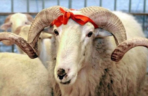 Borç para ile kesilen kurban helal midir?