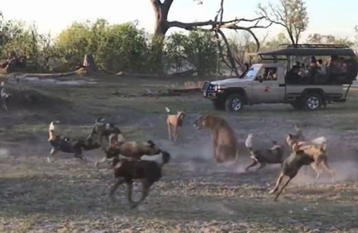 Yavrusunu korumak için onlarca sırtlanla böyle mücadele etti! 