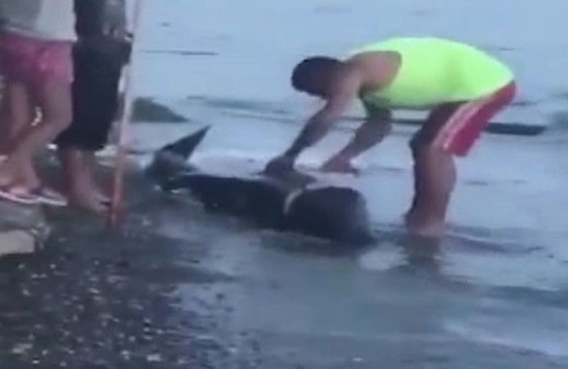 Tepki çeken görüntüler! Karaya vuran yunus balığını böyle doğradılar