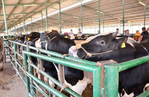 Kurban Bayramı 8. ayın kaçında hangi günler bayram?