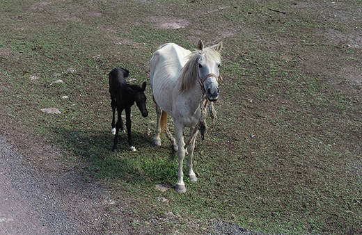 Beykoz'daki atlar  şehir dışına taşınıyor