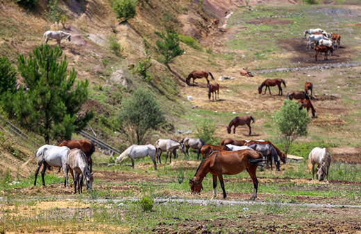 Haftalardır Beykoz'da bekliyorlardı: Karar verildi!