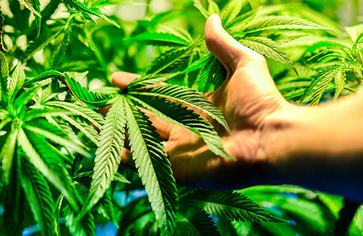 Bilim adamları uyarıyor: Marihuana faydalı değil!