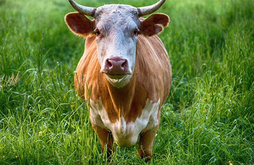 Rusya'dan Türkiye'ye sığır ithalatı başladı