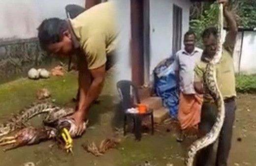 Tavuklarını yiyen pitonu iş üstü yakaladı intikamı acı oldu!