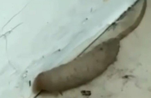 Bu video hızla yayıldı… Kimse ne olduğunu çözemedi!