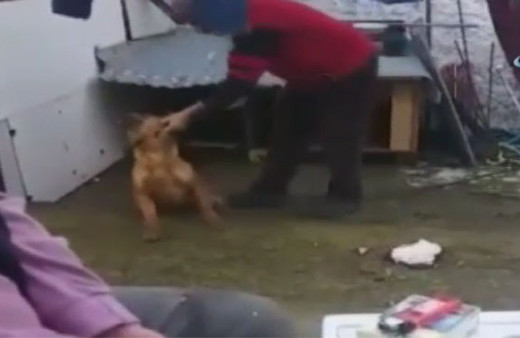 Yine hayvana şiddet! Komutlarına uymayan köpeği...